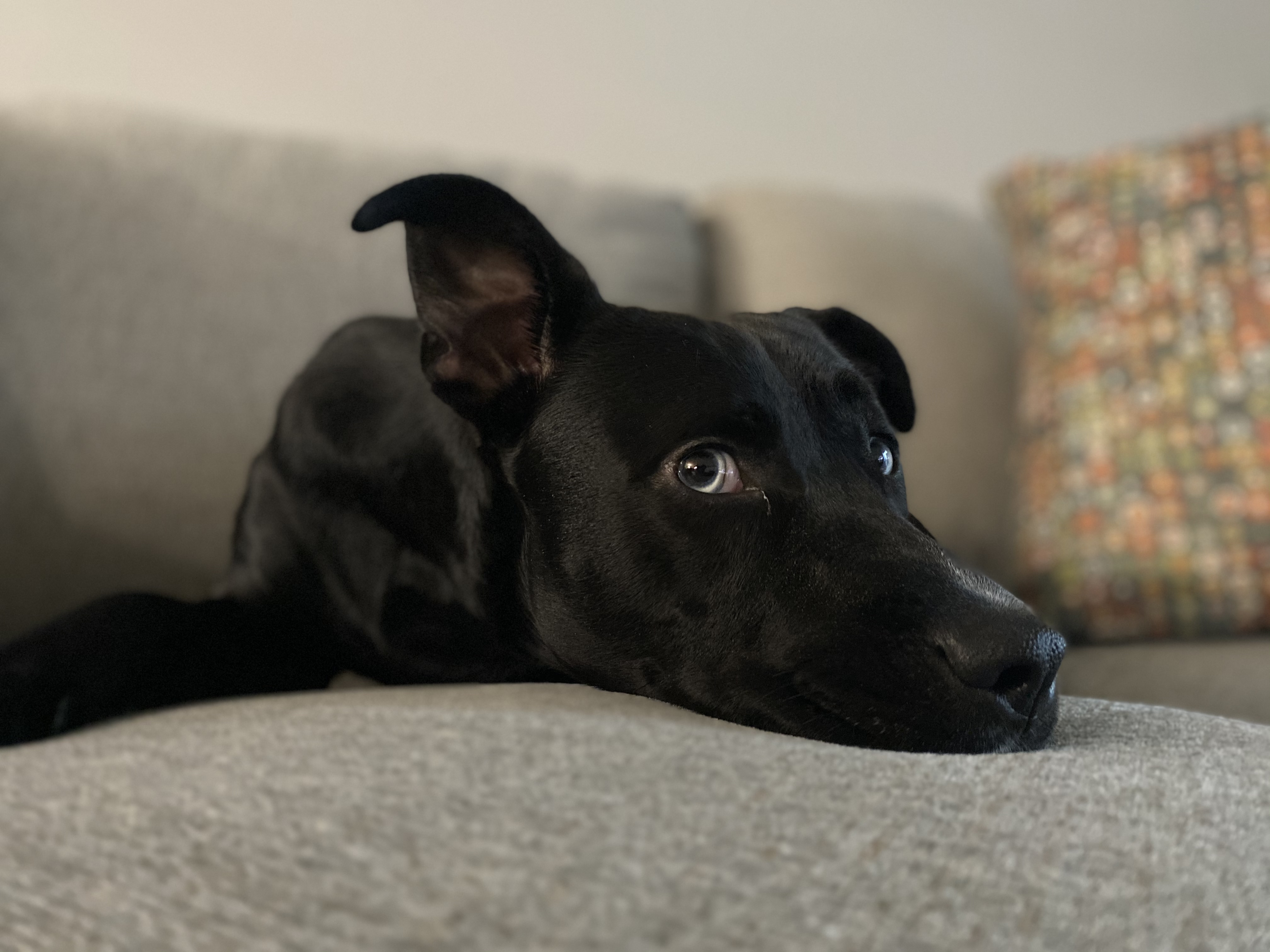 Image of black dog with blue eyes