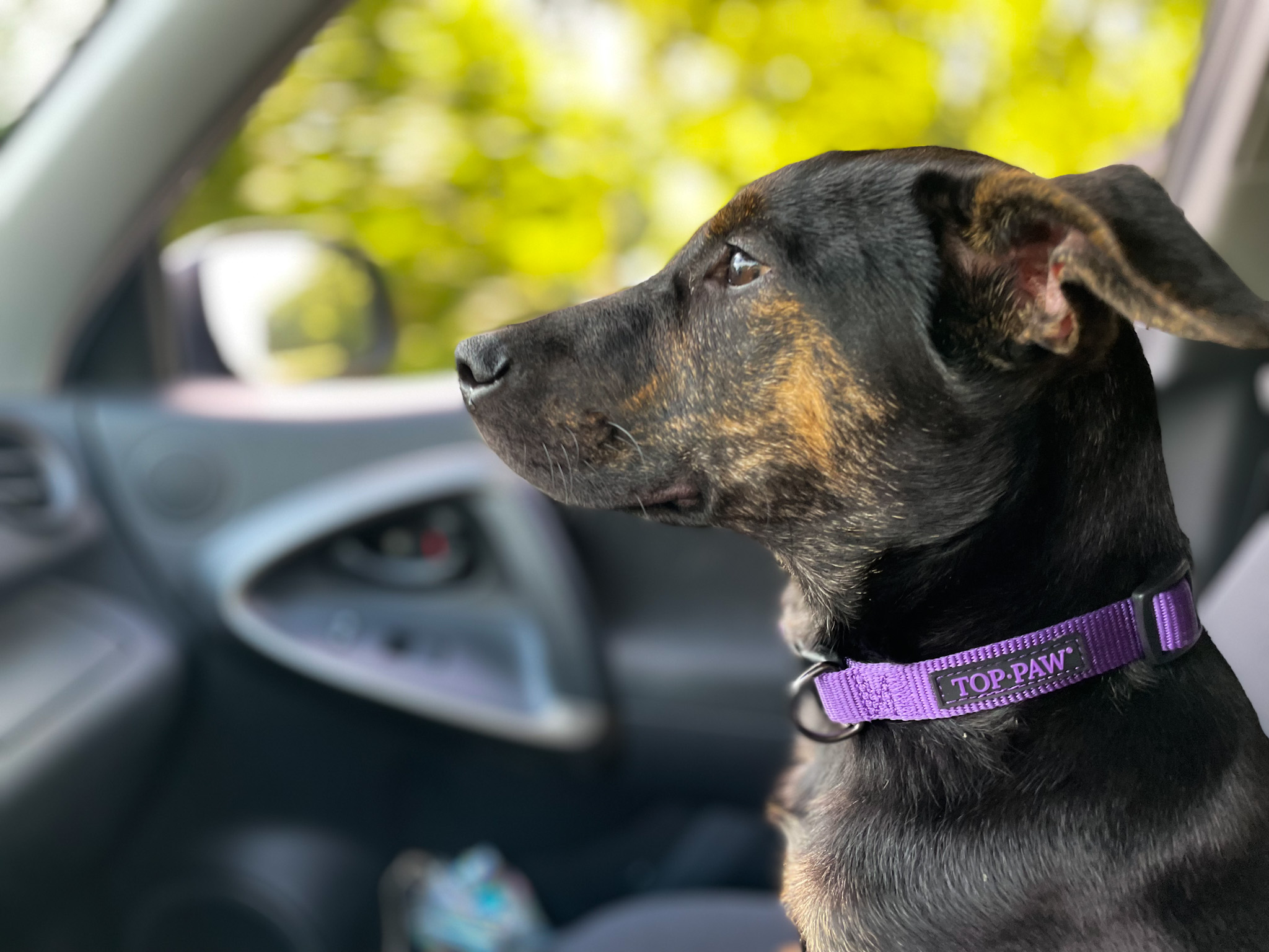 Image of brown and black dog facing forward in car